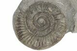 Ammonite (Dactylioceras) Fossil - England #211639-1